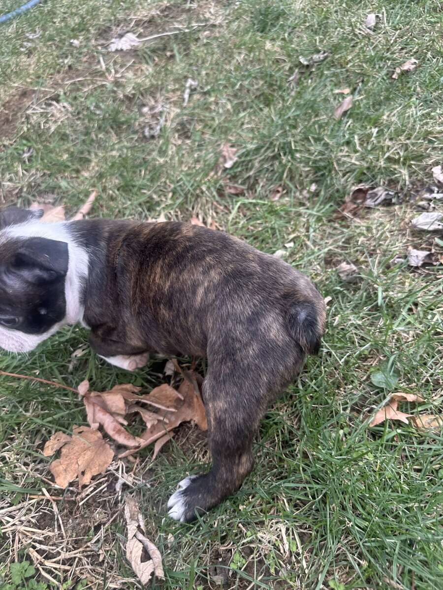 Boston terrier pups image 4