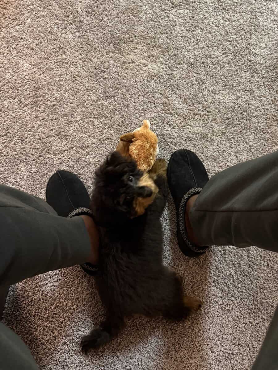 Rehoming for our Puppy image 1