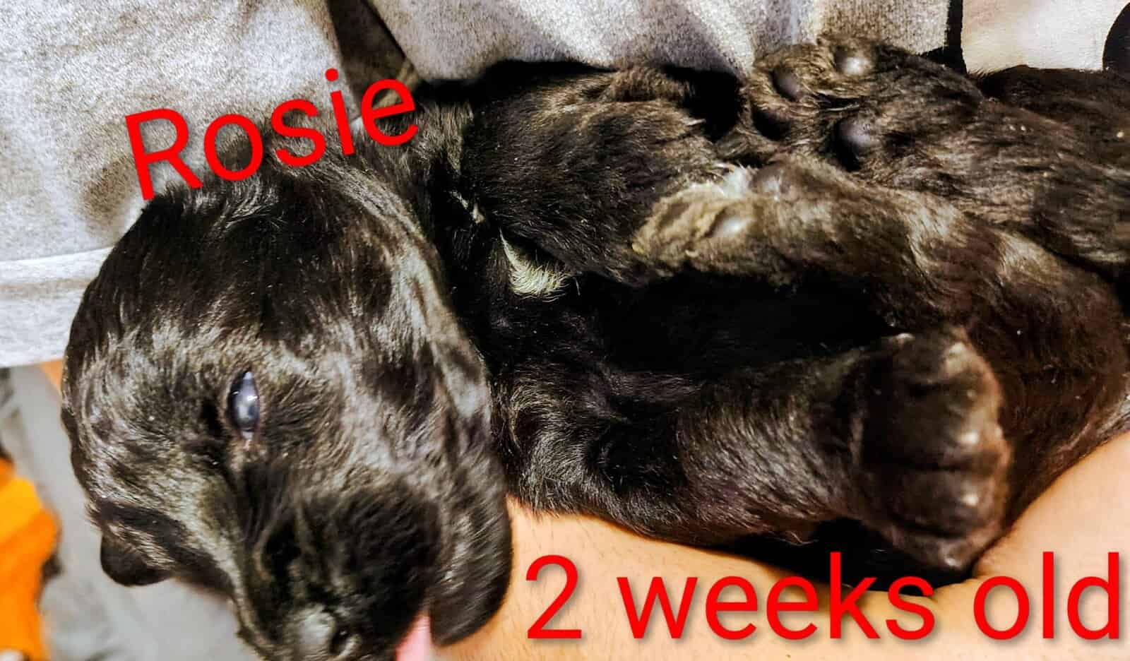 Puppies for sale image 2