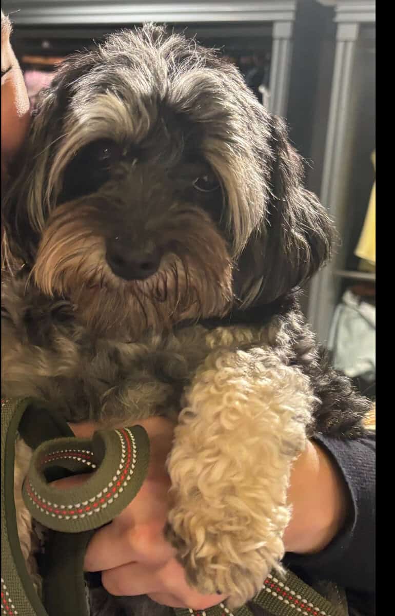 Adorable male YorkiePoo image 2