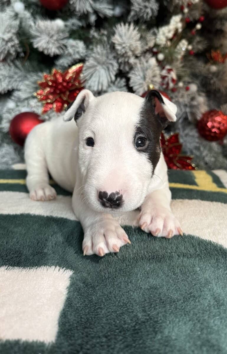 AKC Bull Terrier Puppies image 1