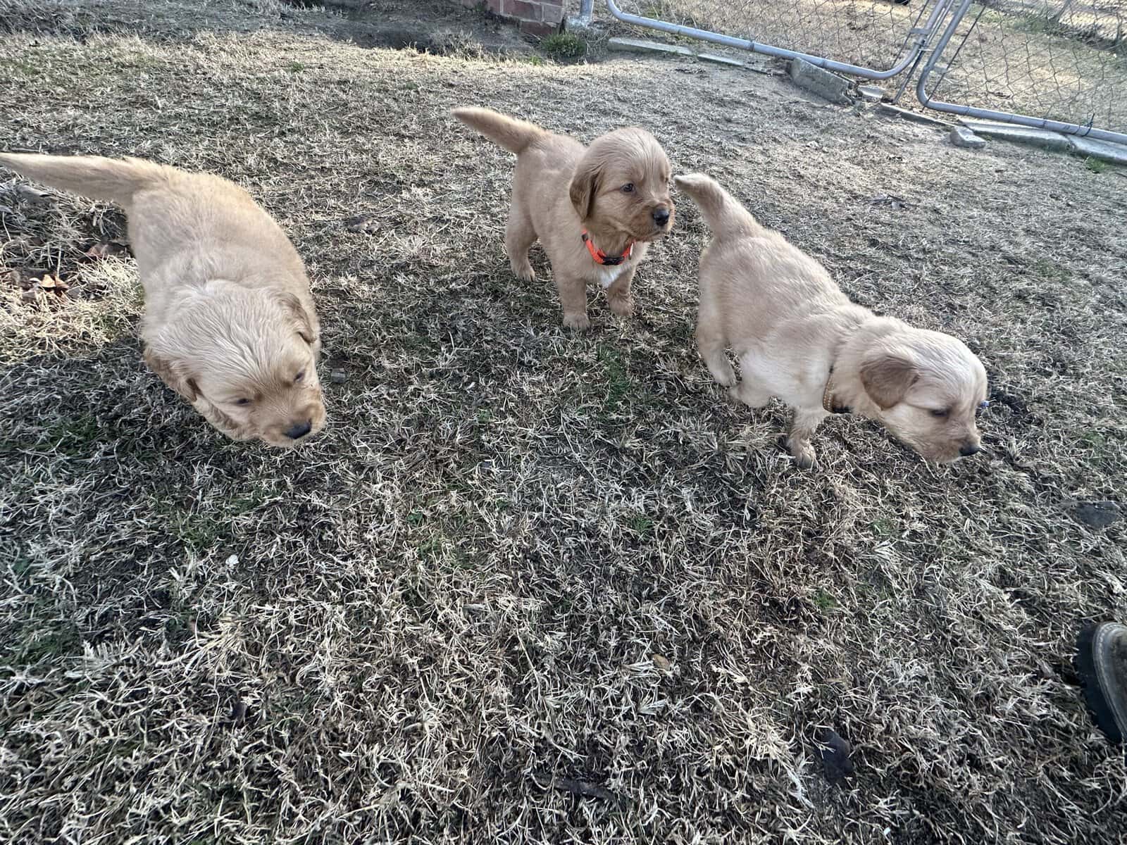 AKC Golden Retriever pups image 7