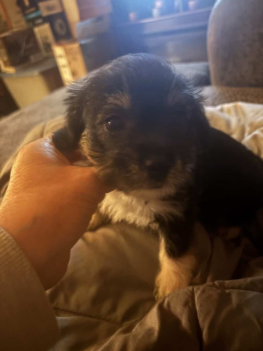 Puppies image 5