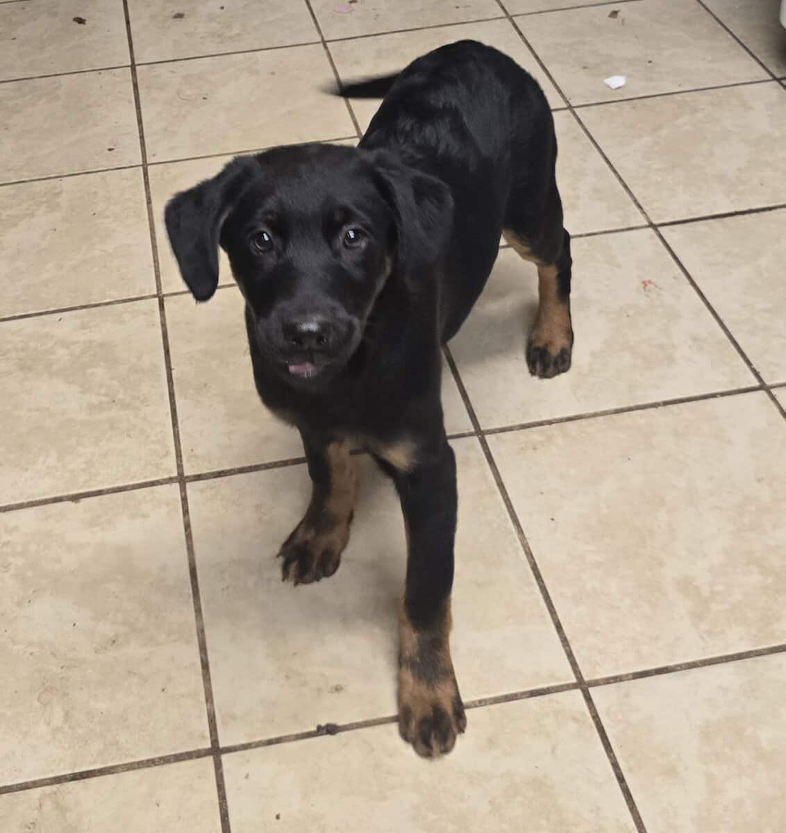 Holiday puppies lab mix image 1