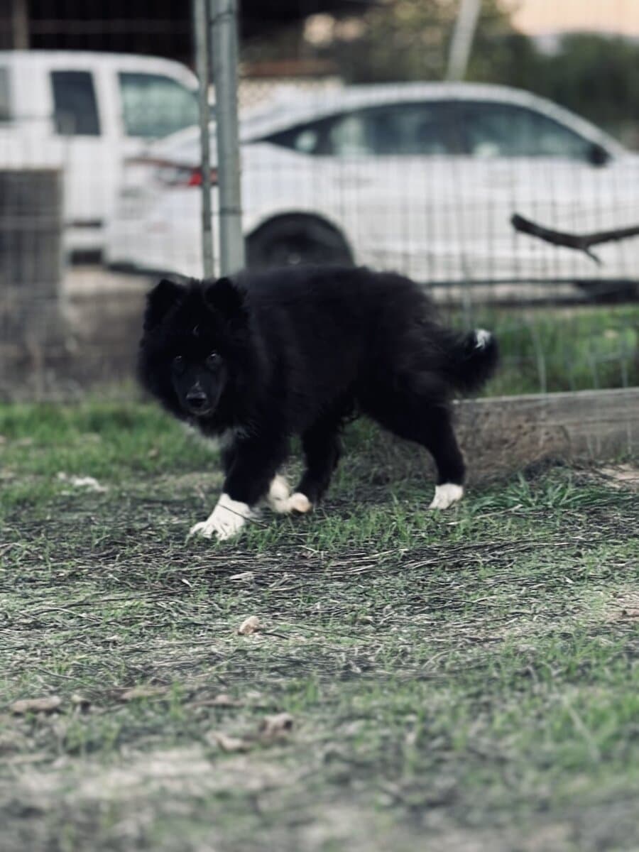AKC male image 2