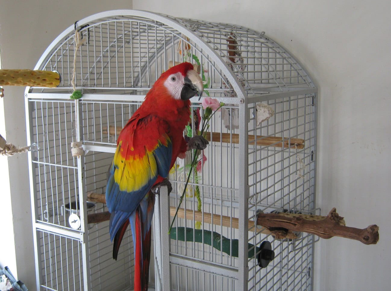 Skarlet macaw looking for a friend image 1