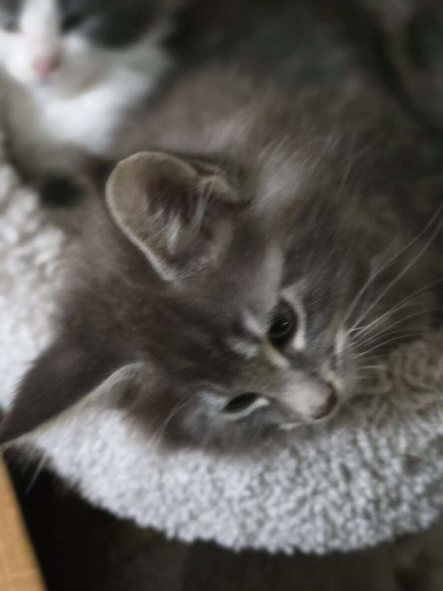 Maine Coon Kitten TICA registered cattery XMAS image 2