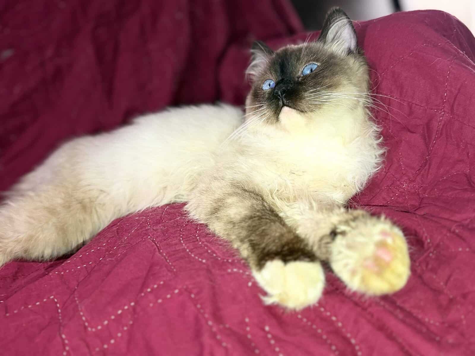 Pure Breed Rag doll Fig Newton kitten image 10