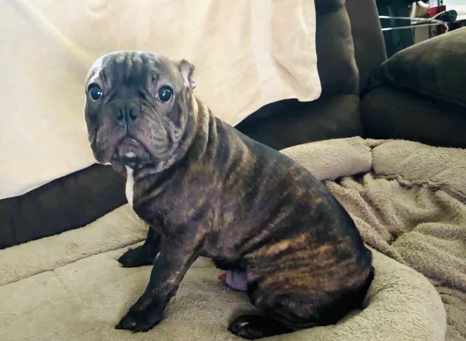 French Bulldog for sale “Sirloin” image 1