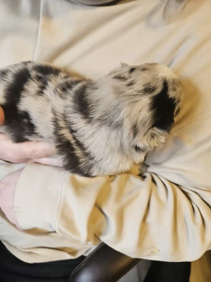2 Australian shepherd puppies image 11