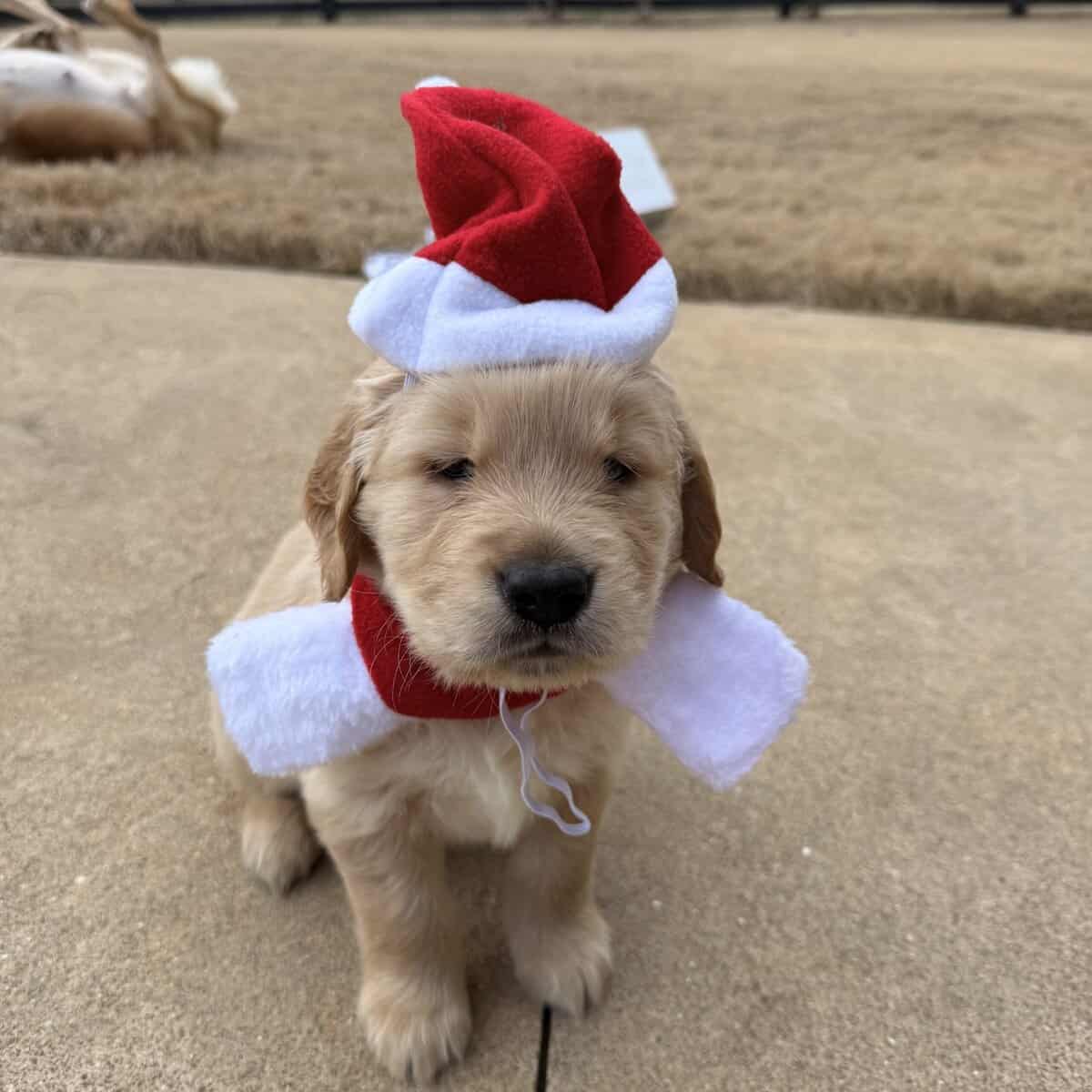 Golden Retriever Puppies image 7