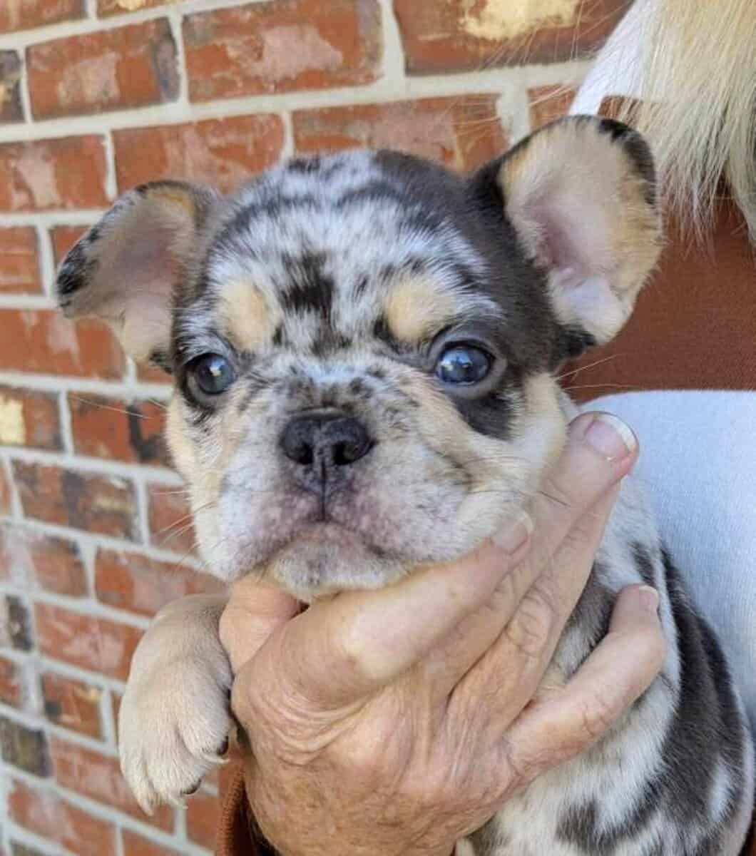 Merle French Bulldog image 5