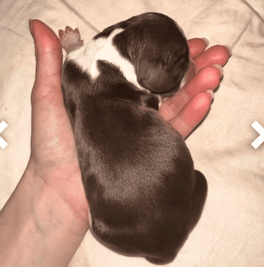 English Springer Spaniels image 2