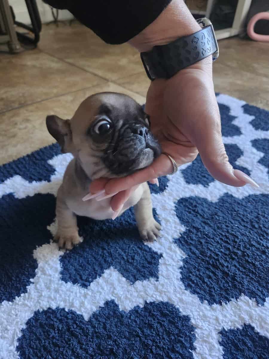 Puppies for sale french bulldog image 1