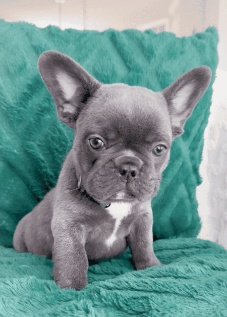 Dasher the Blue AKC Frenchie Puppy image 1