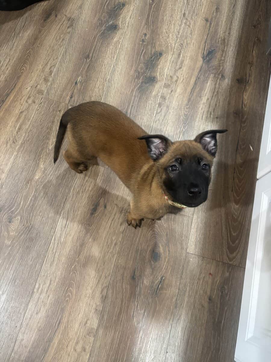 4 Belgian Malinois Puppies for Sale image 6