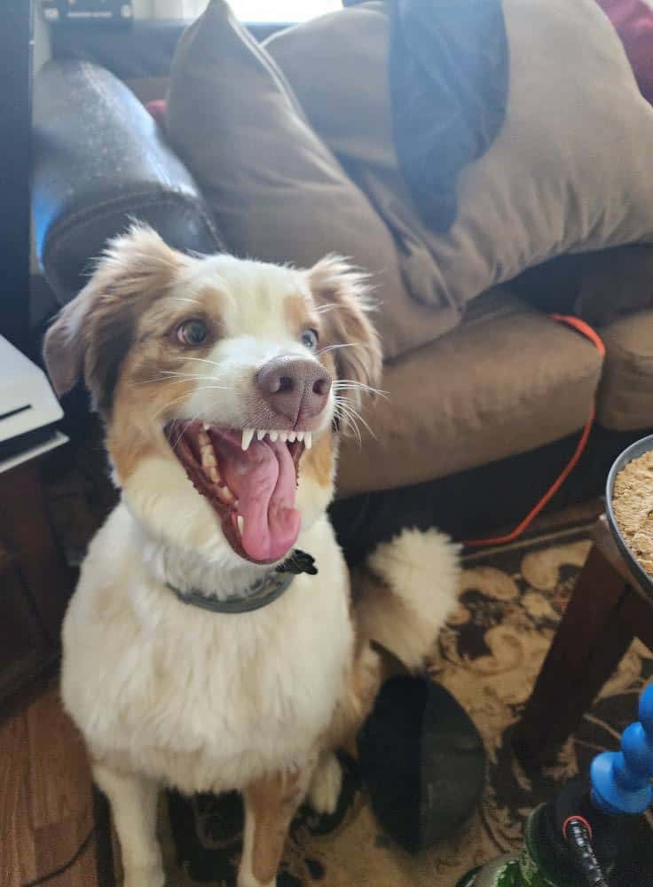 Fun happy Aussie needs home image 1