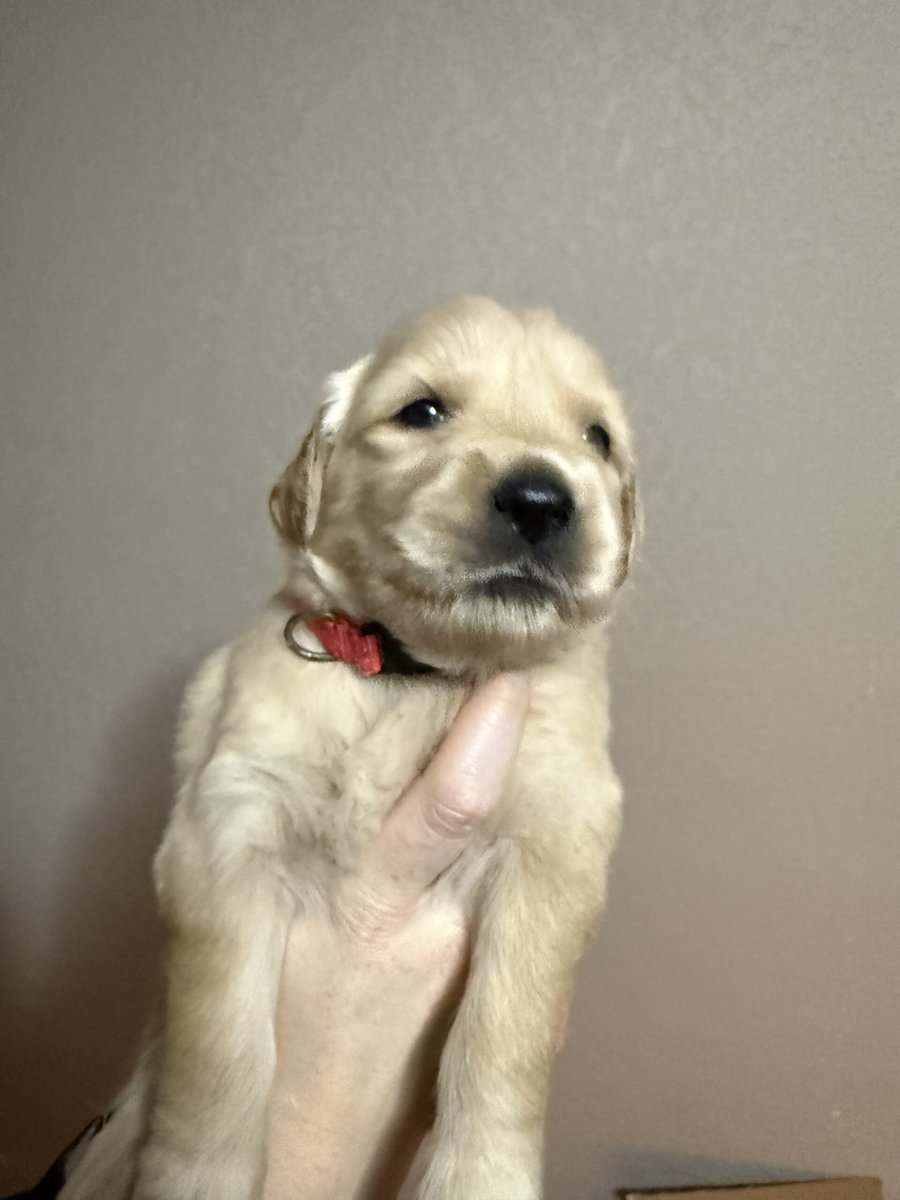 Pure breed Golden Retrievers image 10