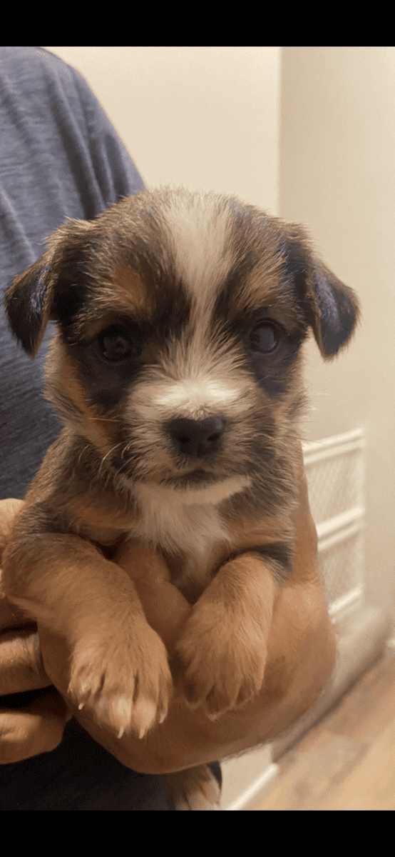 Dachshund/chihuahua puppies image 5
