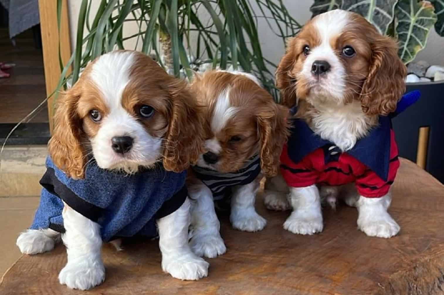AKC Cavalier King Charles Spaniel Puppies Availabl image 17