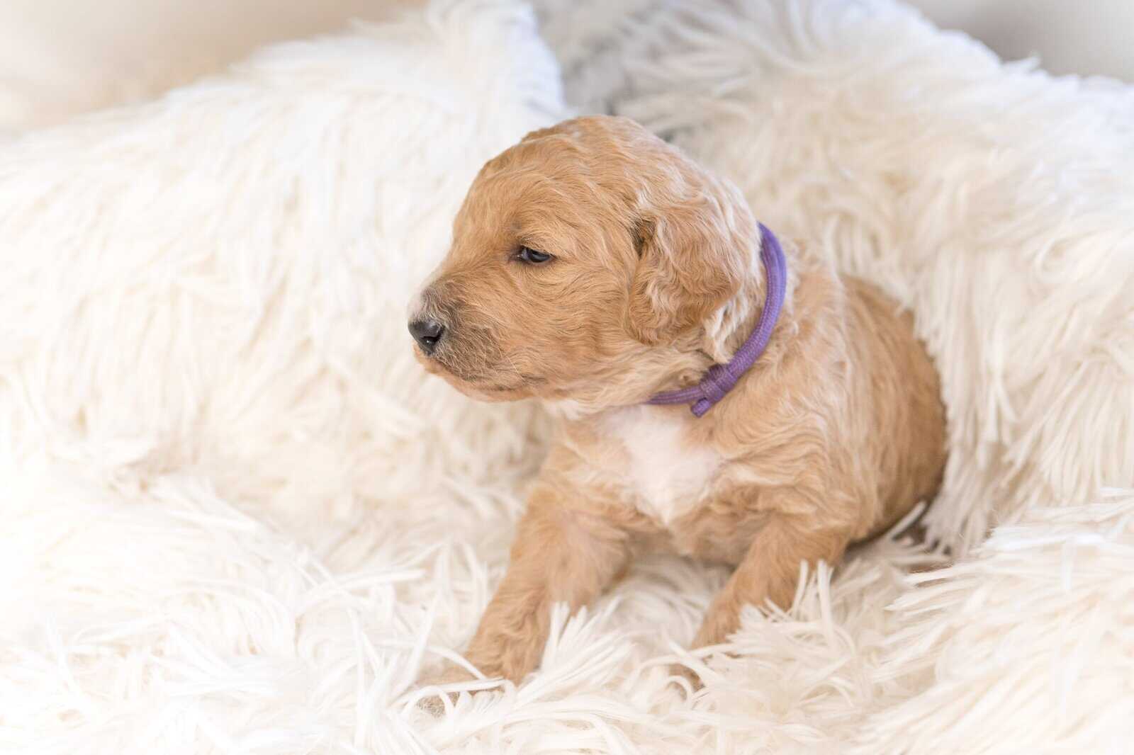 Goldendoodle Puppies image 6