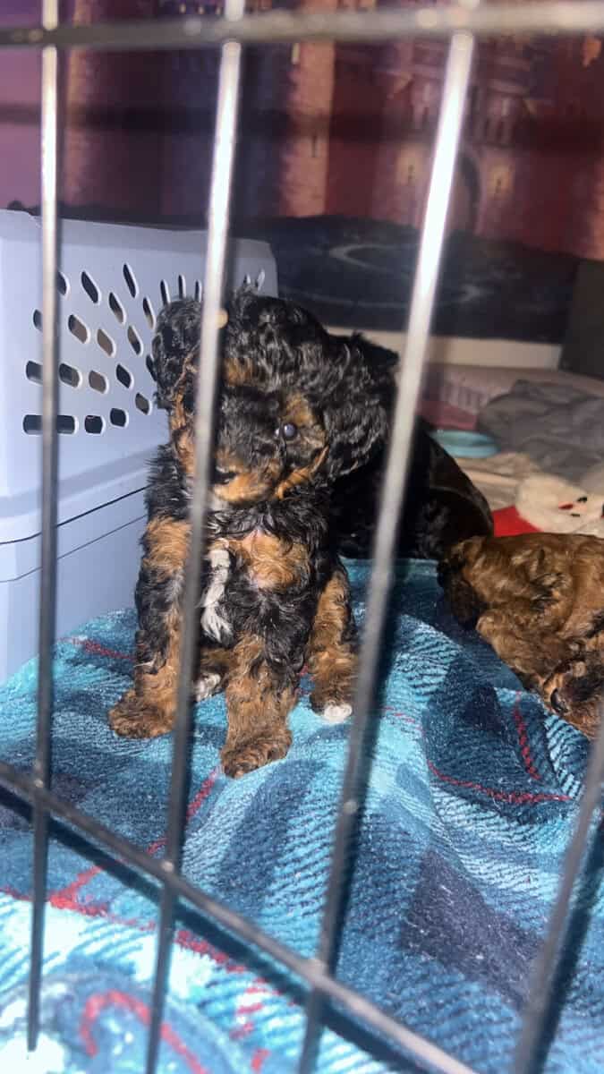 Tiny Doodle Puppies for Christmas in Iowa image 16