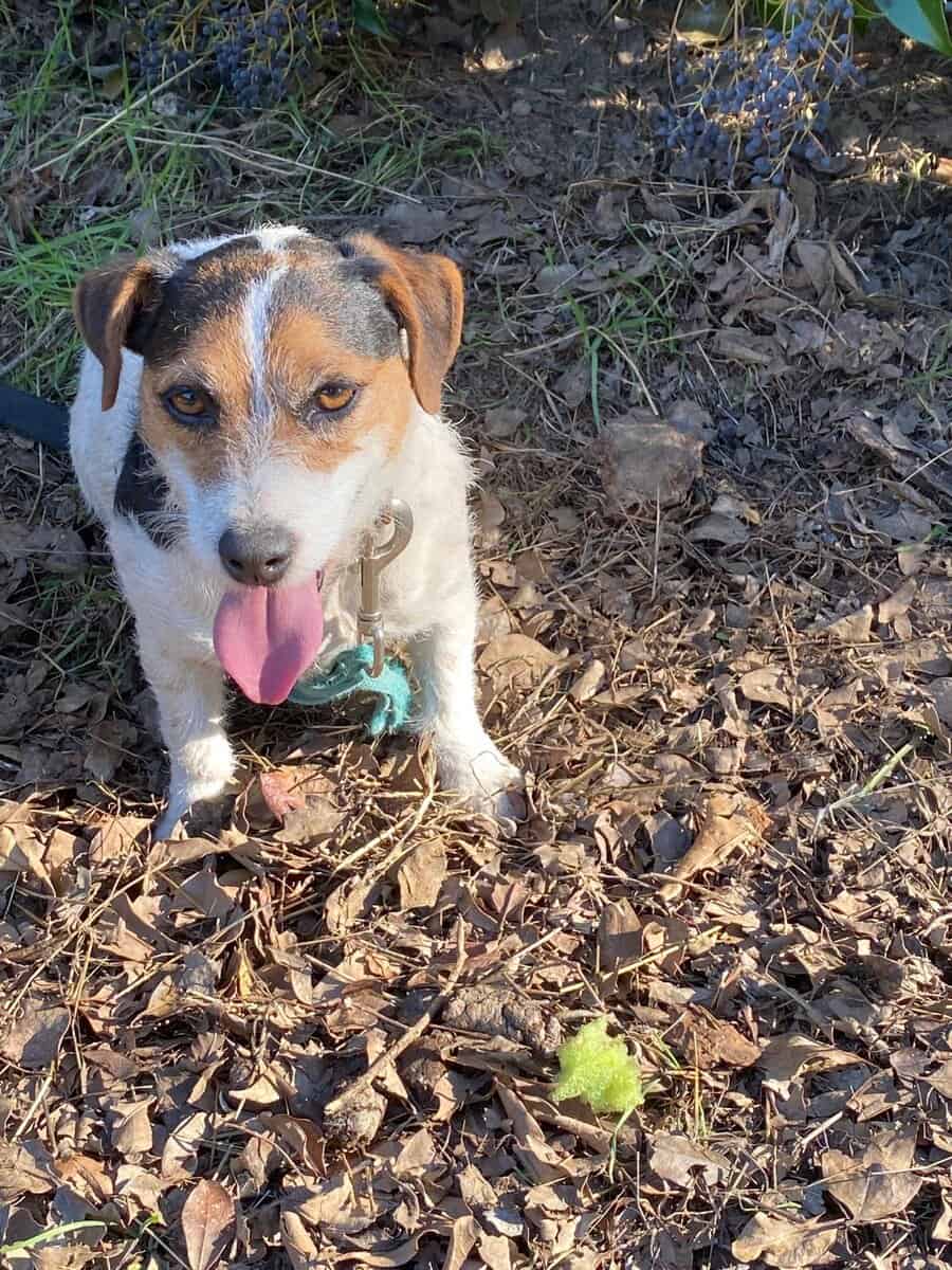 Truffles - Jack Russel Terrier image 2