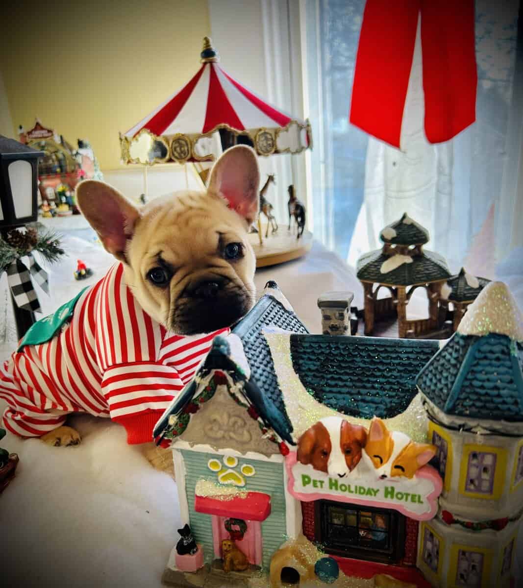 French bull dog image 2