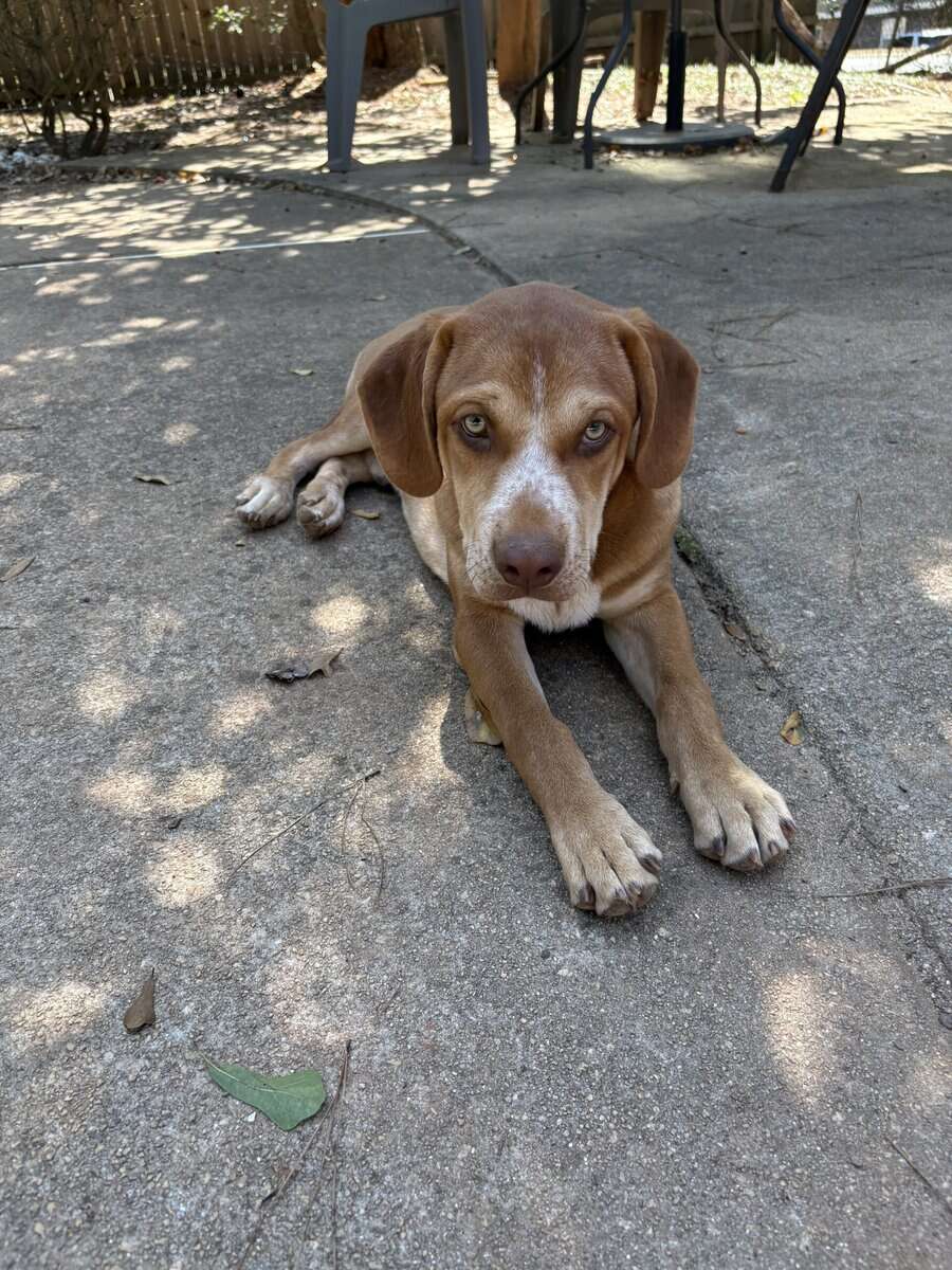 6 month old sweet husky mix breeds image 2