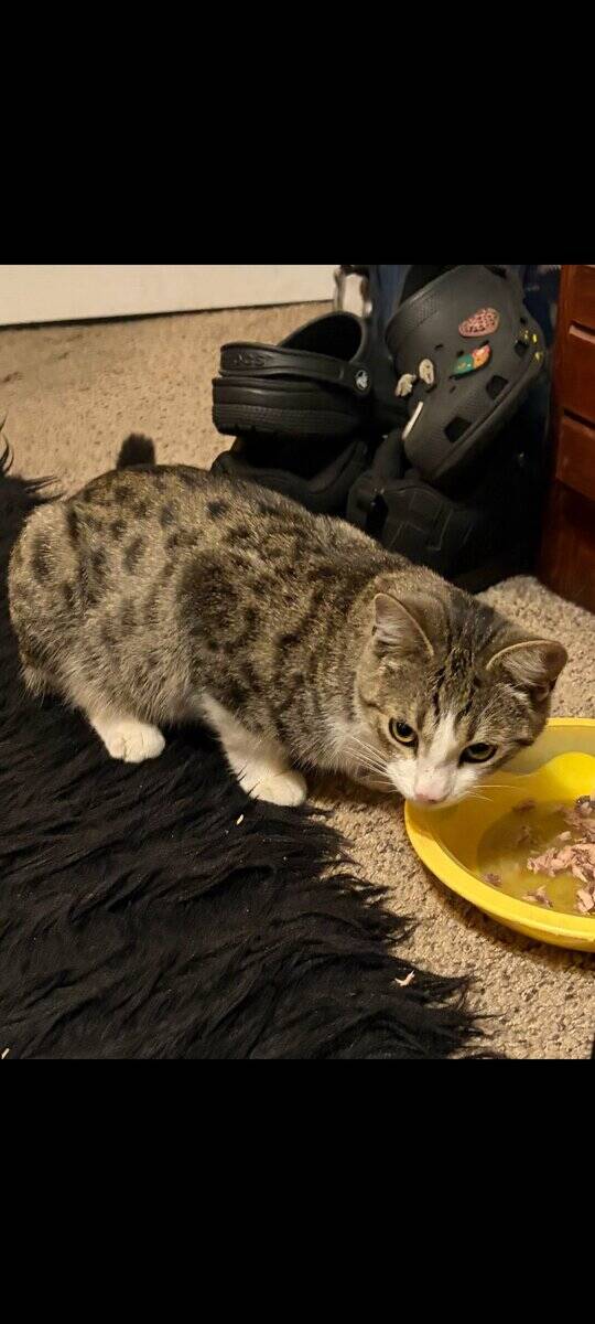 Kitten for sale, $20 image 3