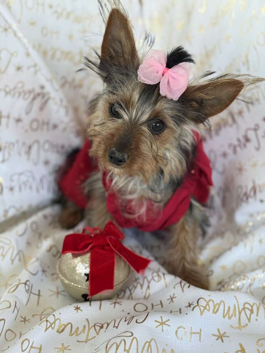 Yorkie terrier image 3