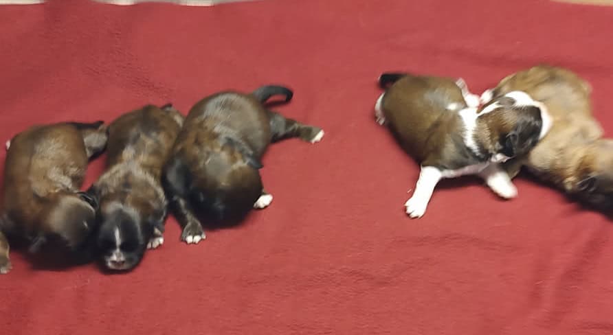 SCHNAUZER & SHIH TZU FUR BABIES R’ US image 5