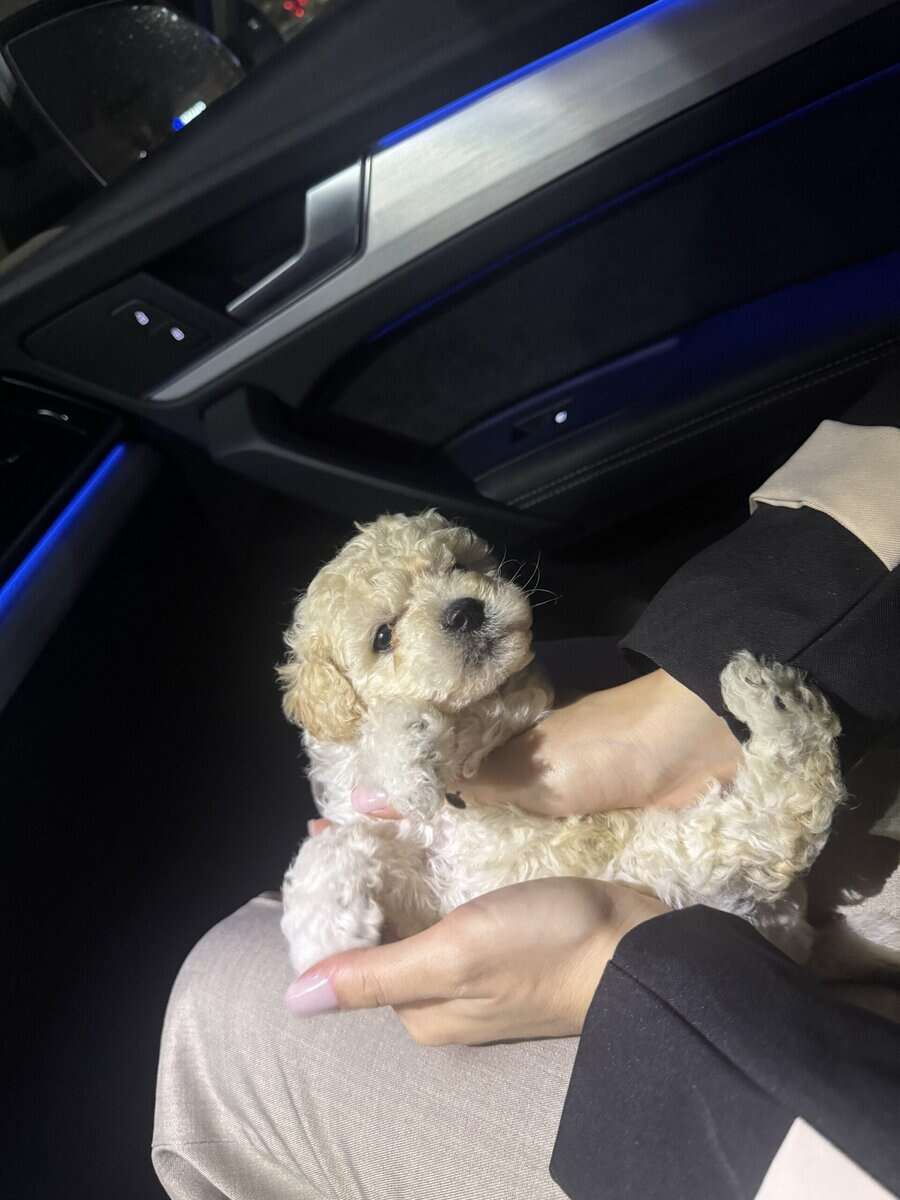 Pure Maltipoo Puppy for sale image 6