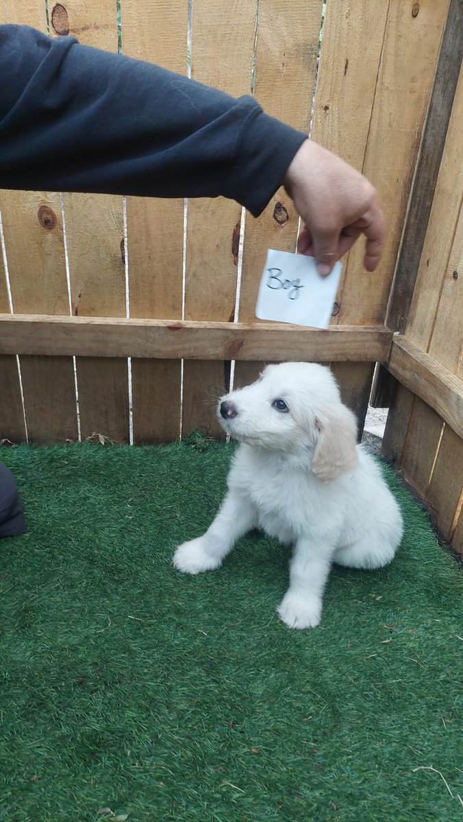 Pyradoodle Puppies image 3