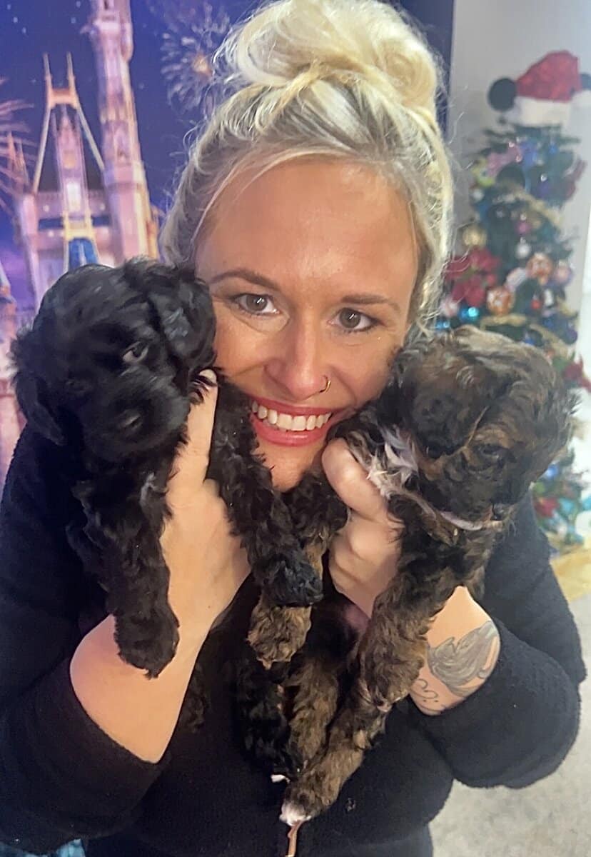 Tiny Doodle Puppies for Christmas in Iowa image 17