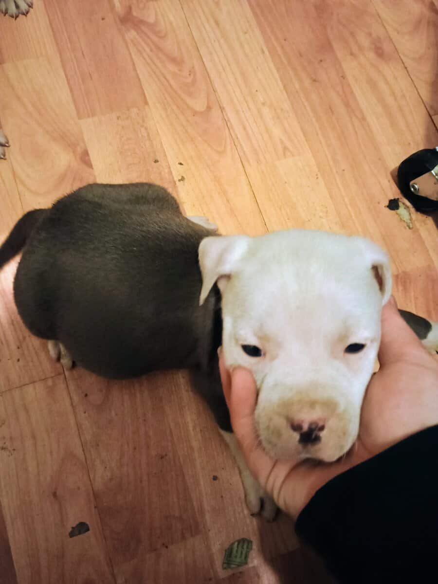 Pitbull pups image 2