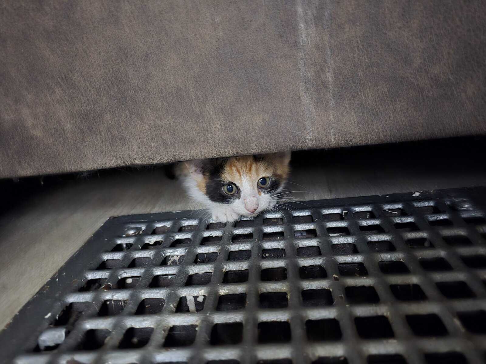 Kittens image 6