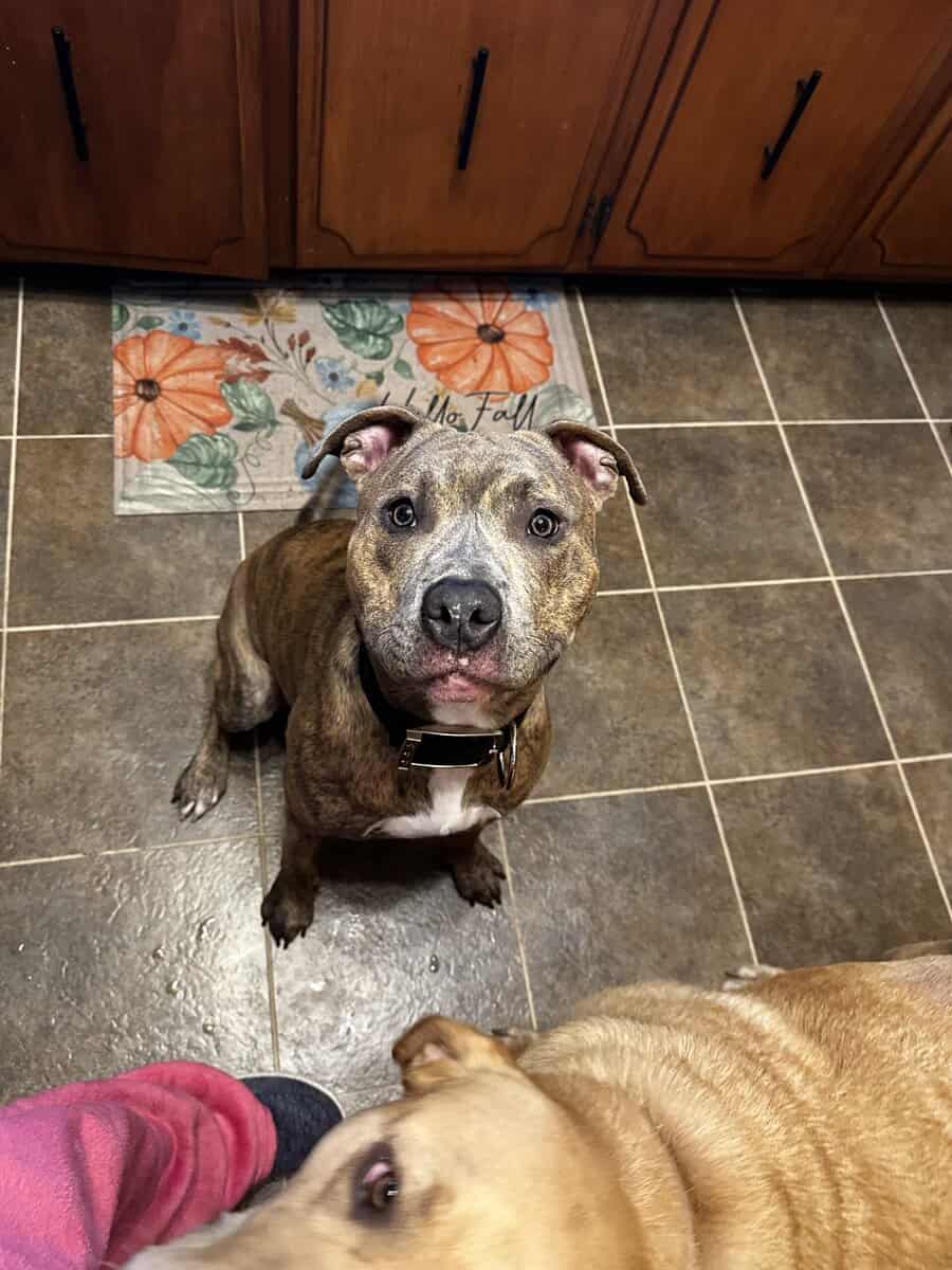 10 month old Bully Pitbull image 3