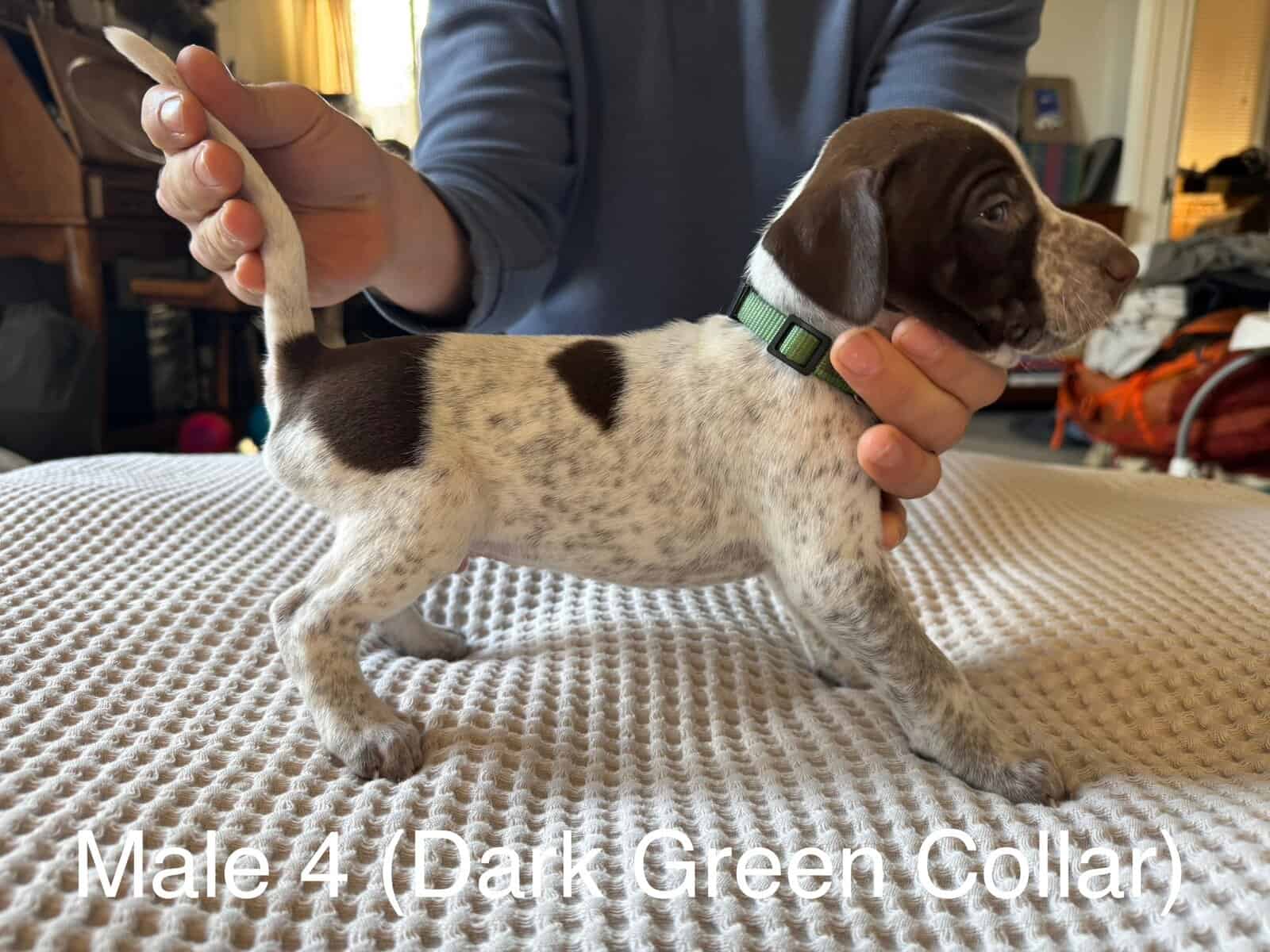 PointerShorthair Pups image 6