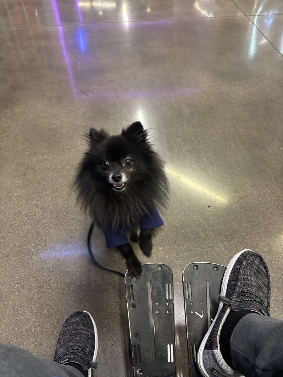Pomeranian image 5