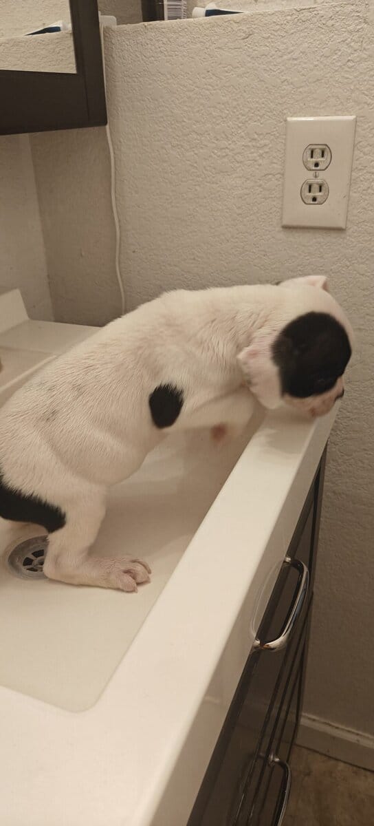Levitt bulldogge / French bulldog hybrids image 8