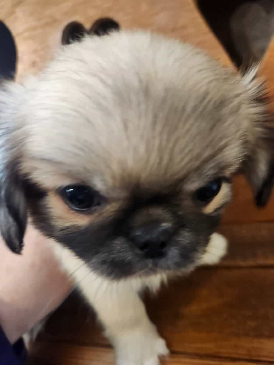 Suki puppy #4 (Whiskey) image 1
