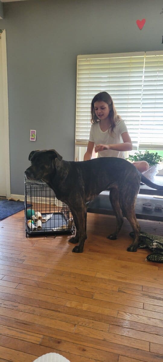 Female, large mixed breed, 3yrs old image 3