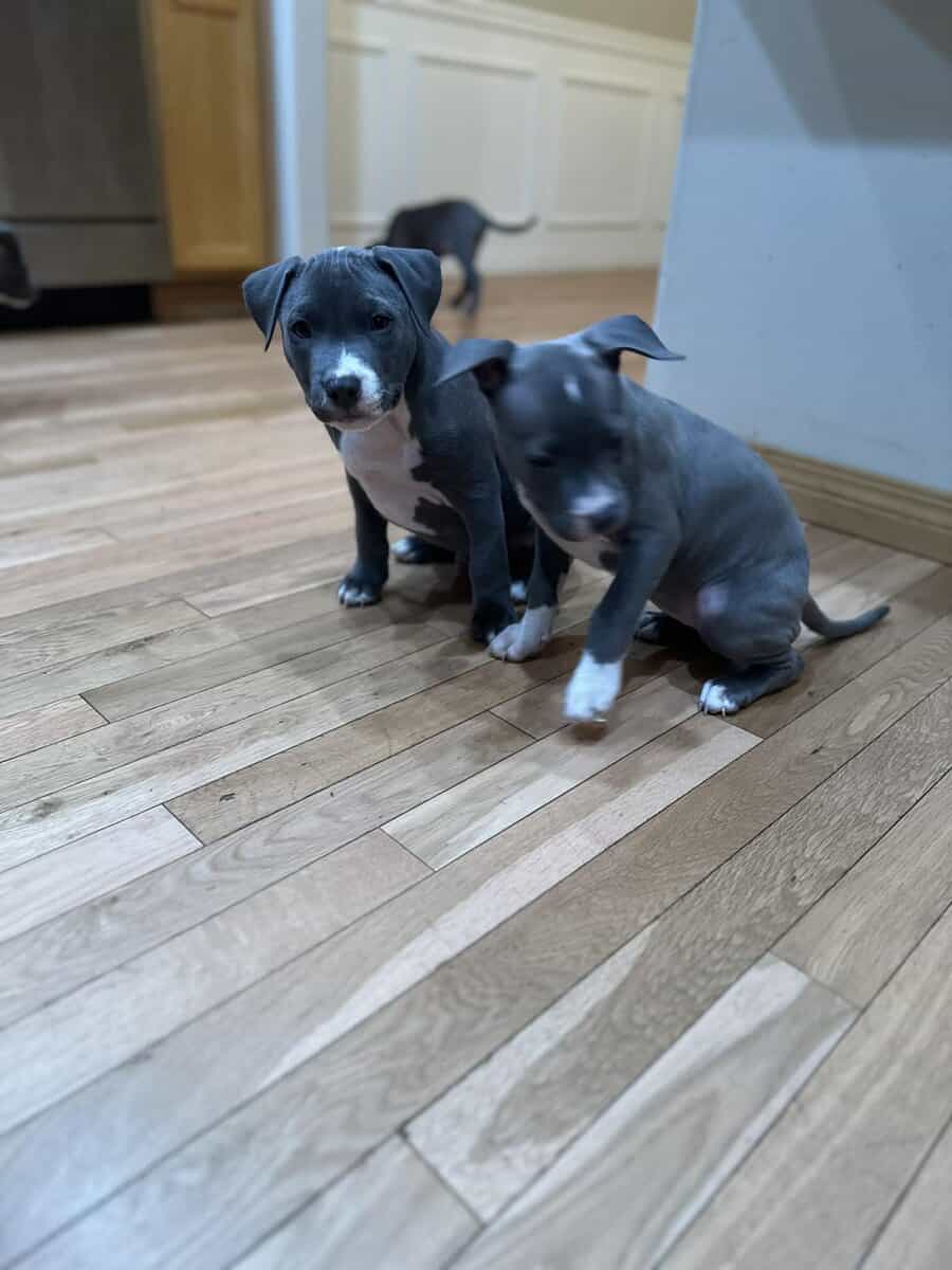 Blue Nose Pit Bull Puppies image 7
