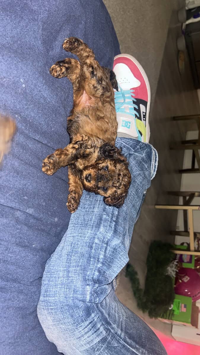 Tiny Doodle Puppies for Christmas in Iowa image 9