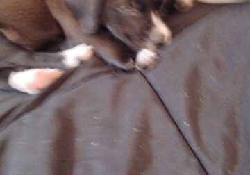 Cute and lovable puppy