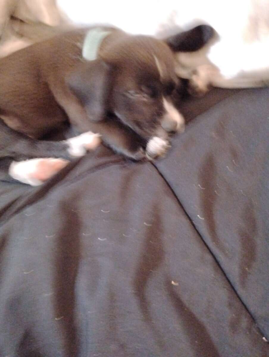 Cute and lovable puppy image 1