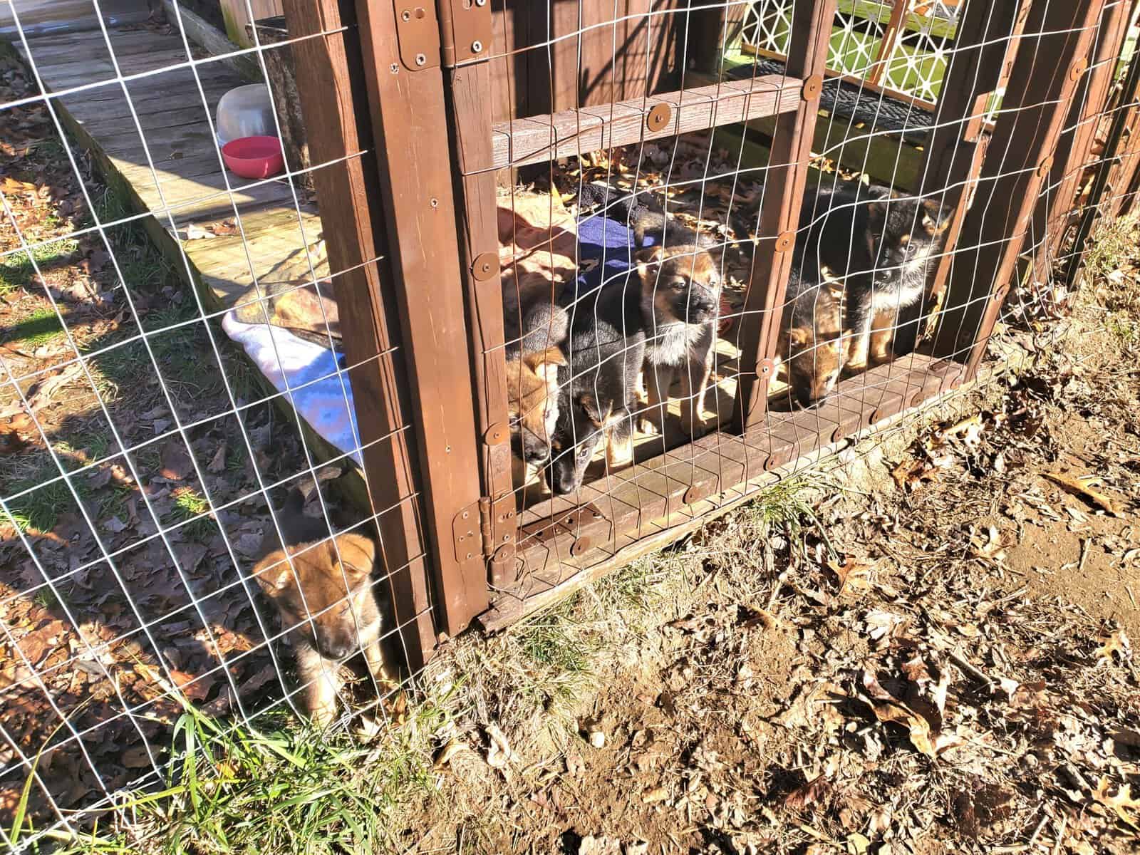 German shepherd puppies image 7