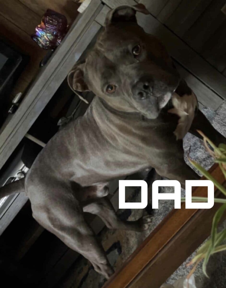 Blue Nose Pit Puppy image 7