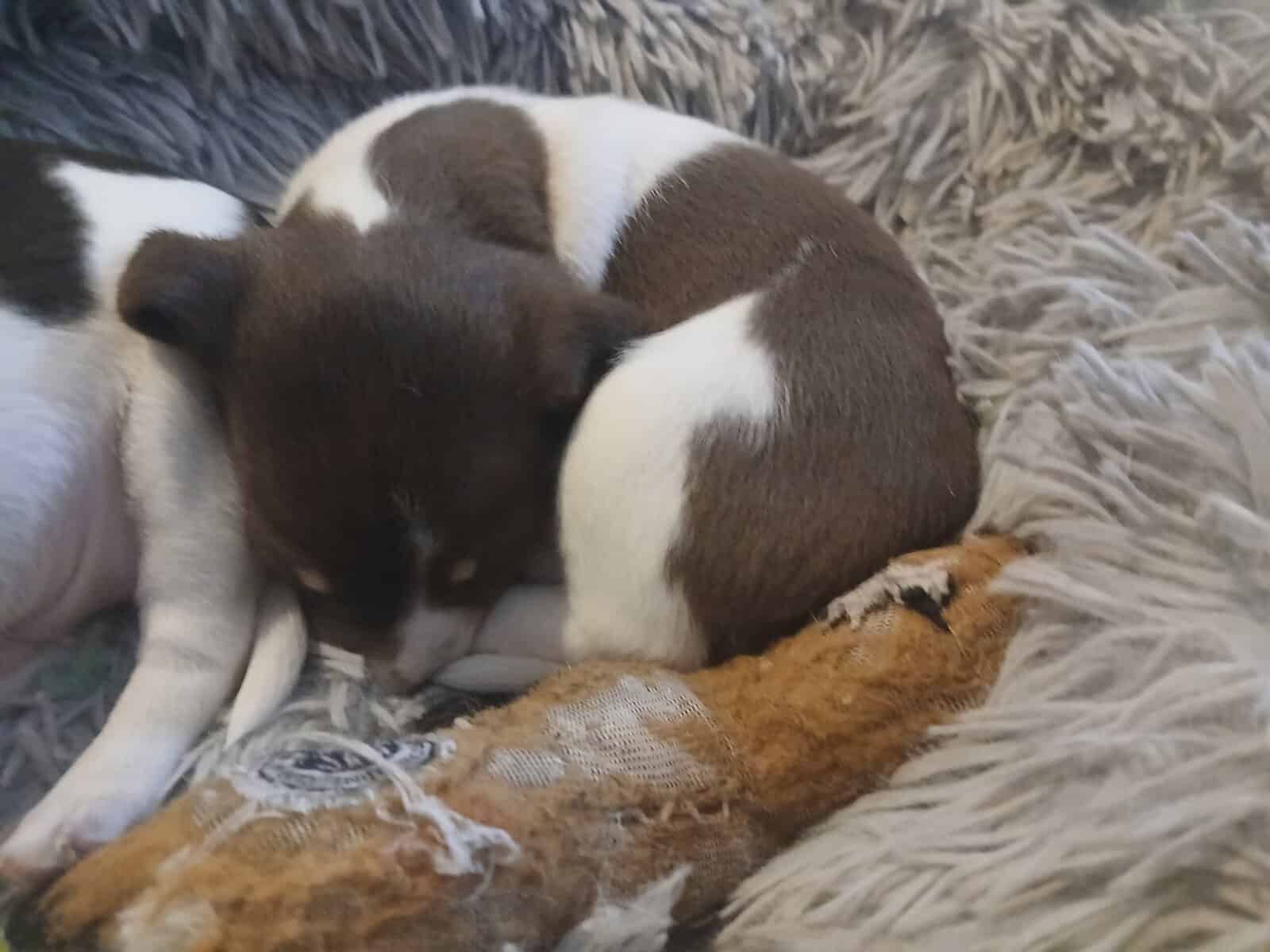 5 Week Old Precious Chiweenie Babies!!! image 5
